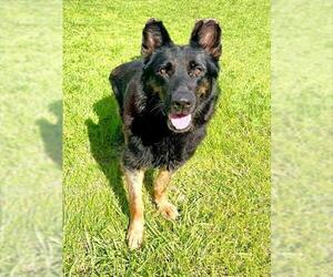 German Shepherd Dog Dogs for adoption in Naples, FL, USA