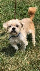 Shih Tzu Dogs for adoption in Woodstock, IL, USA