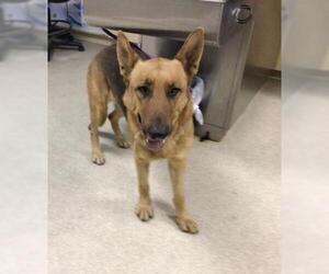 German Shepherd Dog Dogs for adoption in Riverside, CA, USA