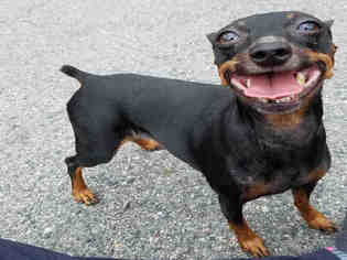 Miniature Pinscher Dogs for adoption in Roslindale, MA, USA