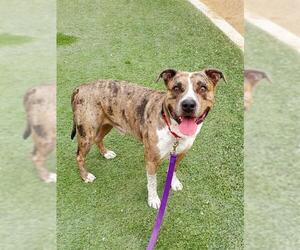 American Pit Bull Terrier-Unknown Mix Dogs for adoption in Las Vegas, NV, USA