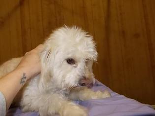 Maltese Dogs for adoption in Lemoore, CA, USA
