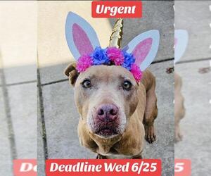 American Pit Bull Terrier-Unknown Mix Dogs for adoption in Sacramento, CA, USA