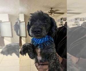 Maltese Dogs for adoption in San Diego, CA, USA