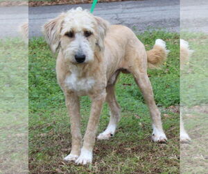 Goldendoodle Dogs for adoption in Prattville, AL, USA