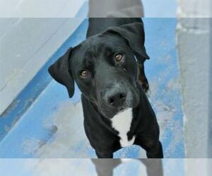 Labrottie Dogs for adoption in Gainesville, FL, USA