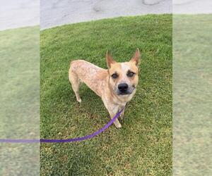 Mutt Dogs for adoption in Riverside, CA, USA
