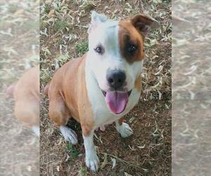Mutt Dogs for adoption in Sacramento, CA, USA