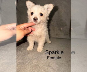 Mutt Dogs for adoption in Studio City, CA, USA