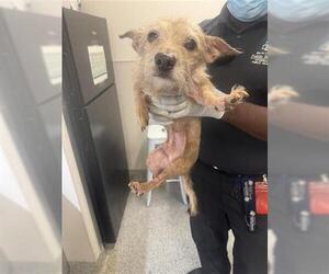 Chihuahua Dogs for adoption in Houston, TX, USA