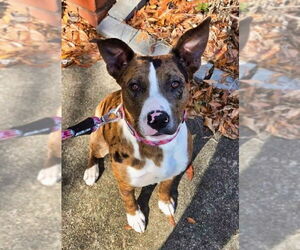 Catahoula Leopard Dog-Unknown Mix Dogs for adoption in Minneapolis, MN, USA