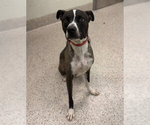 Mutt Dogs for adoption in Brighton, CO, USA