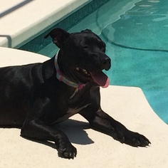 American Staffordshire Terrier-Labrador Retriever Mix Dogs for adoption in Ocoee, FL, USA