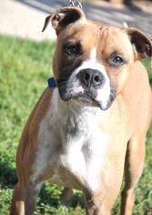 Boxer-Unknown Mix Dogs for adoption in Northbrook, IL, USA