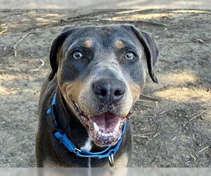 Doberman Pinscher-Unknown Mix Dogs for adoption in Martinez, CA, USA