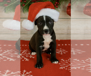 Mutt Dogs for adoption in Holly Springs, NC, USA