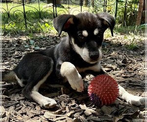 Mutt Dogs for adoption in Hillsboro, MO, USA