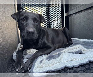 Labrador Retriever Dogs for adoption in Downey, CA, USA