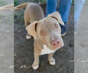 American Pit Bull Terrier Dogs for adoption in Bakersfield, CA, USA