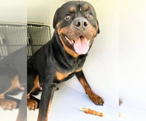 Rottweiler Dogs for adoption in Houston, TX, USA