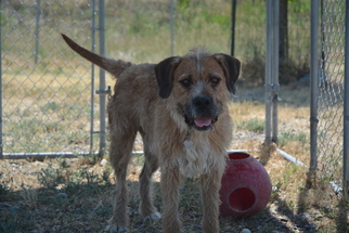 Airedale Terrier-Unknown Mix Dogs for adoption in Salem, OR, USA