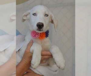 Great Pyrenees-Unknown Mix Dogs for adoption in McKinney, TX, USA