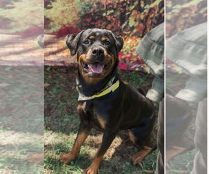 Rottweiler Dogs for adoption in Mooresville, NC, USA