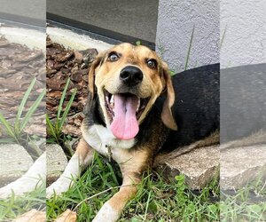 Beagle Dogs for adoption in Valrico, FL, USA