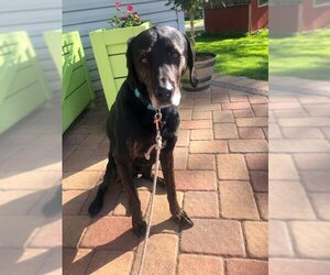 Lab-Pointer Dogs for adoption in Farmington, MN, USA