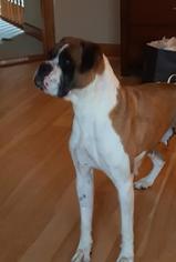 Boxer Dogs for adoption in bloomington, IL, USA