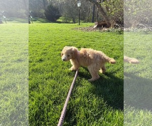 Golden Retriever-Unknown Mix Dogs for adoption in Mechanicsburg, PA, USA