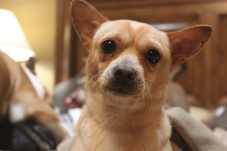 Medium Photo #1 Chihuahua Puppy For Sale in Denton, TX, USA