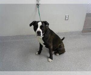 American Pit Bull Terrier-Unknown Mix Dogs for adoption in Pasadena, TX, USA