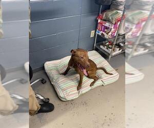 American Pit Bull Terrier-Unknown Mix Dogs for adoption in Tallahassee, FL, USA