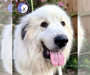 Great Pyrenees Dogs for adoption in Spring, TX, USA