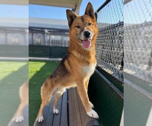 Mutt Dogs for adoption in San Francisco, CA, USA