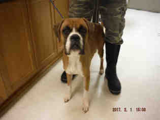 Boxer Dogs for adoption in Oroville, CA, USA