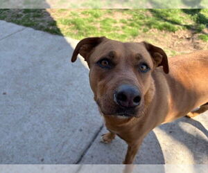 American Pit Bull Terrier Dogs for adoption in Tulsa, OK, USA