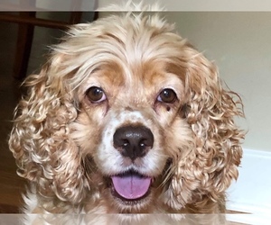 Cocker Spaniel Dogs for adoption in Cookeville, TN, USA