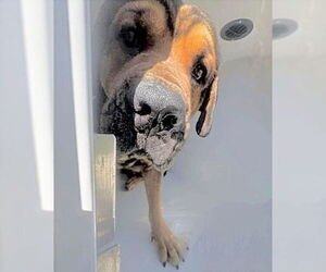Rottweiler-Unknown Mix Dogs for adoption in Houston, TX, USA