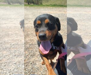 Rottweiler Dogs for adoption in Roaring River, NC, USA