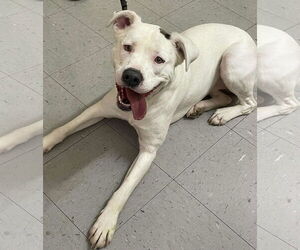 American Pit Bull Terrier-Unknown Mix Dogs for adoption in Low Moor, VA, USA