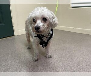 Poodle (Miniature) Dogs for adoption in Pasadena, CA, USA