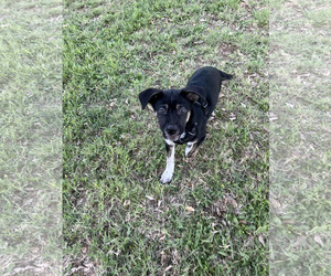 Australian Shepherd-Unknown Mix Dogs for adoption in Phoenix, AZ, USA