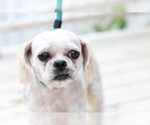 Shih Tzu Dogs for adoption in Mankato, MN, USA