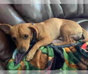 Chiweenie Dogs for adoption in Fort Myers, FL, USA
