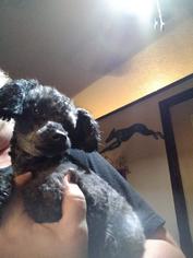 Poodle (Toy) Dogs for adoption in Los Banos, CA, USA
