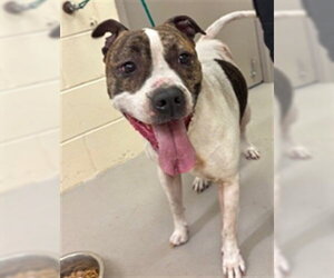 Boxer-Unknown Mix Dogs for adoption in Sanford, FL, USA