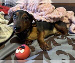 Dachshund Dogs for adoption in Sioux Falls, SD, USA