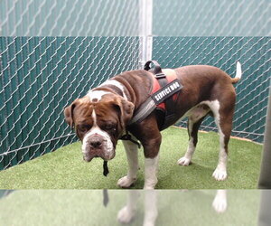Bullmastiff Dogs for adoption in Downey, CA, USA